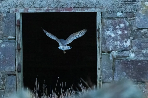 19 December 2024 : West Cumbria :Barn Owl