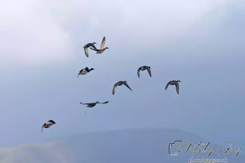 21 Oct 24 : Parkside, Cleator Moor, Cumbria : Mallards in Flight