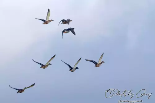 21 Oct 24 : Parkside, Cleator Moor, Cumbria : Mallards