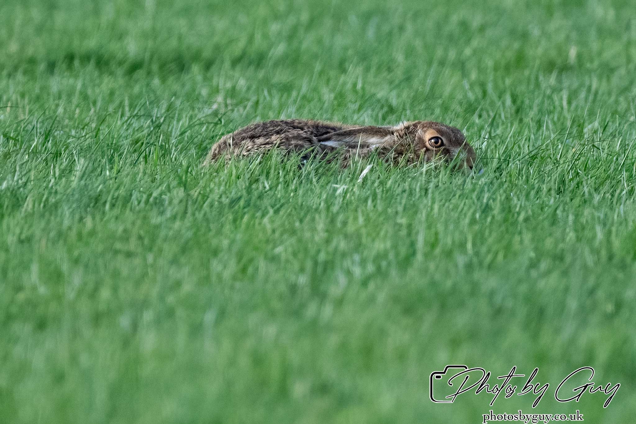 21 Oct 24 :Cumbria : Brown Hare
