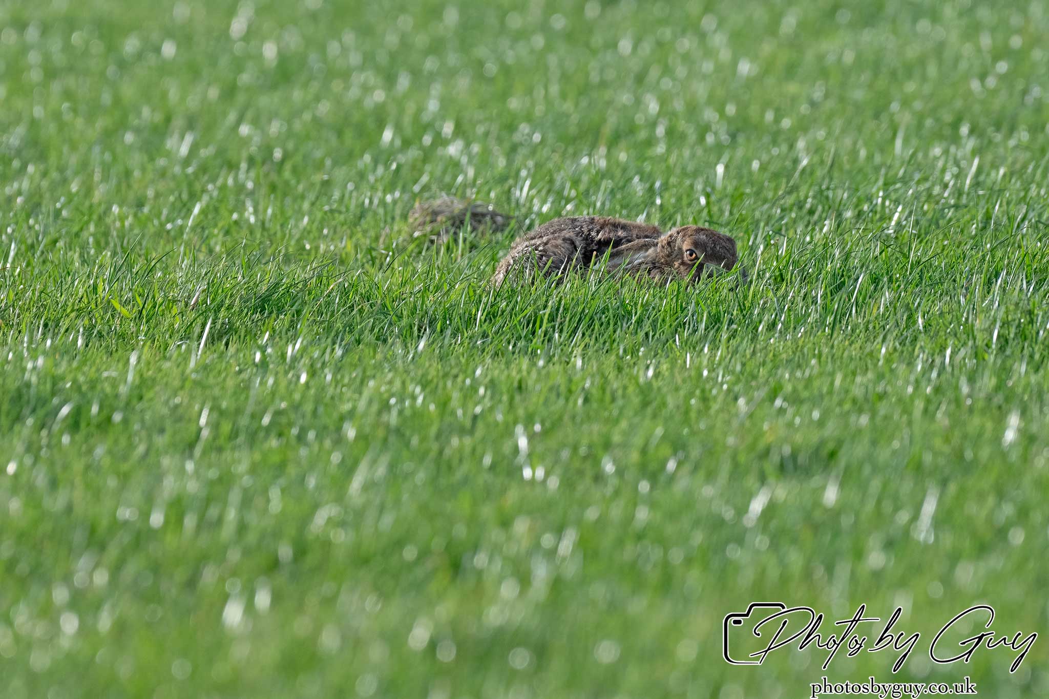 21 Oct 24 :Cumbria : Brown Hare