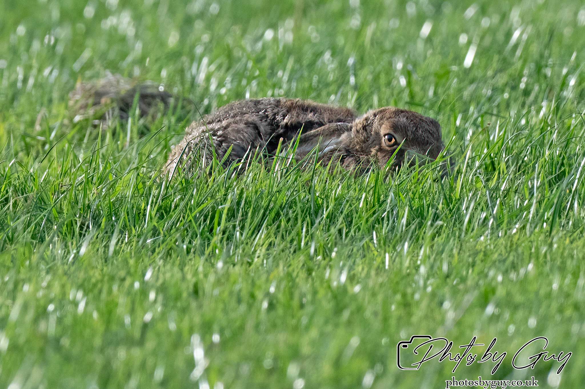 21 Oct 24 :Cumbria : Brown Hare