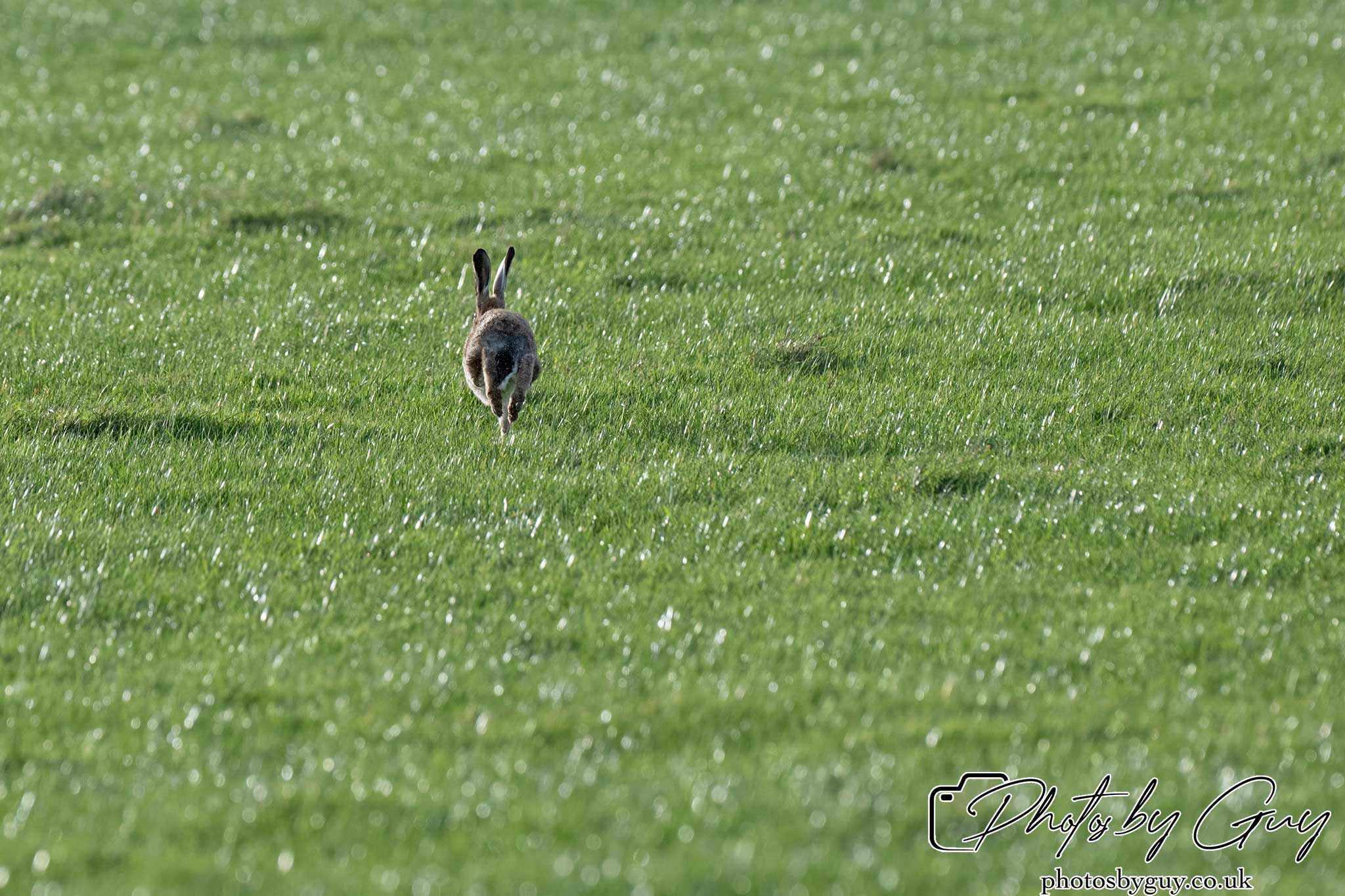 21 Oct 24 :Cumbria : Brown Hare