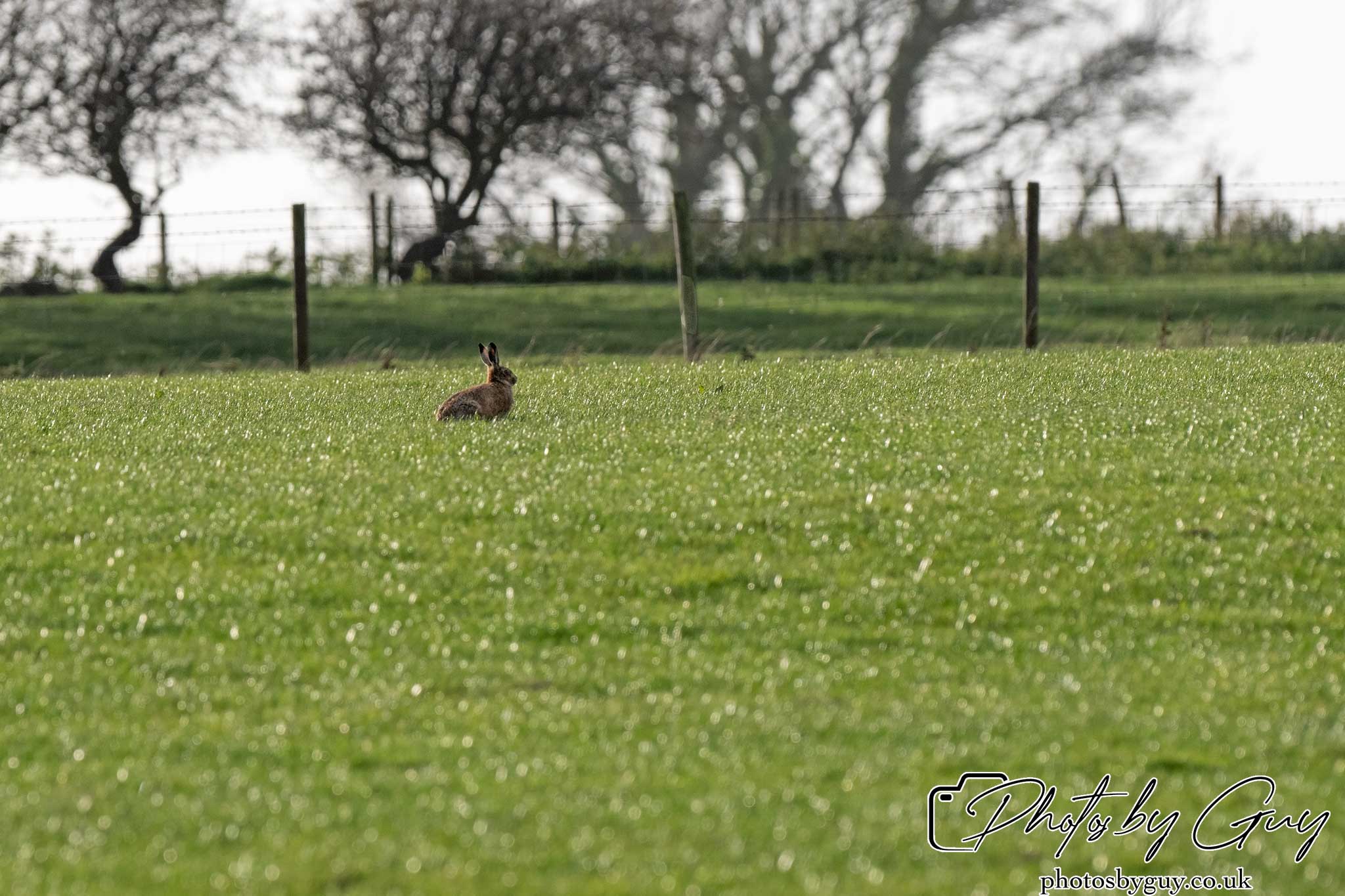 21 Oct 24 :Cumbria : Brown Hare