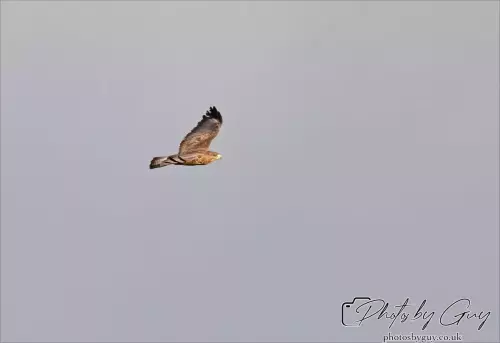 21 Oct 24 : Parkside, Cleator Moor, Cumbria : Buzzard in flight