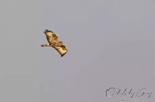 21 Oct 24 : Parkside, Cleator Moor, Cumbria : Buzzard in flight