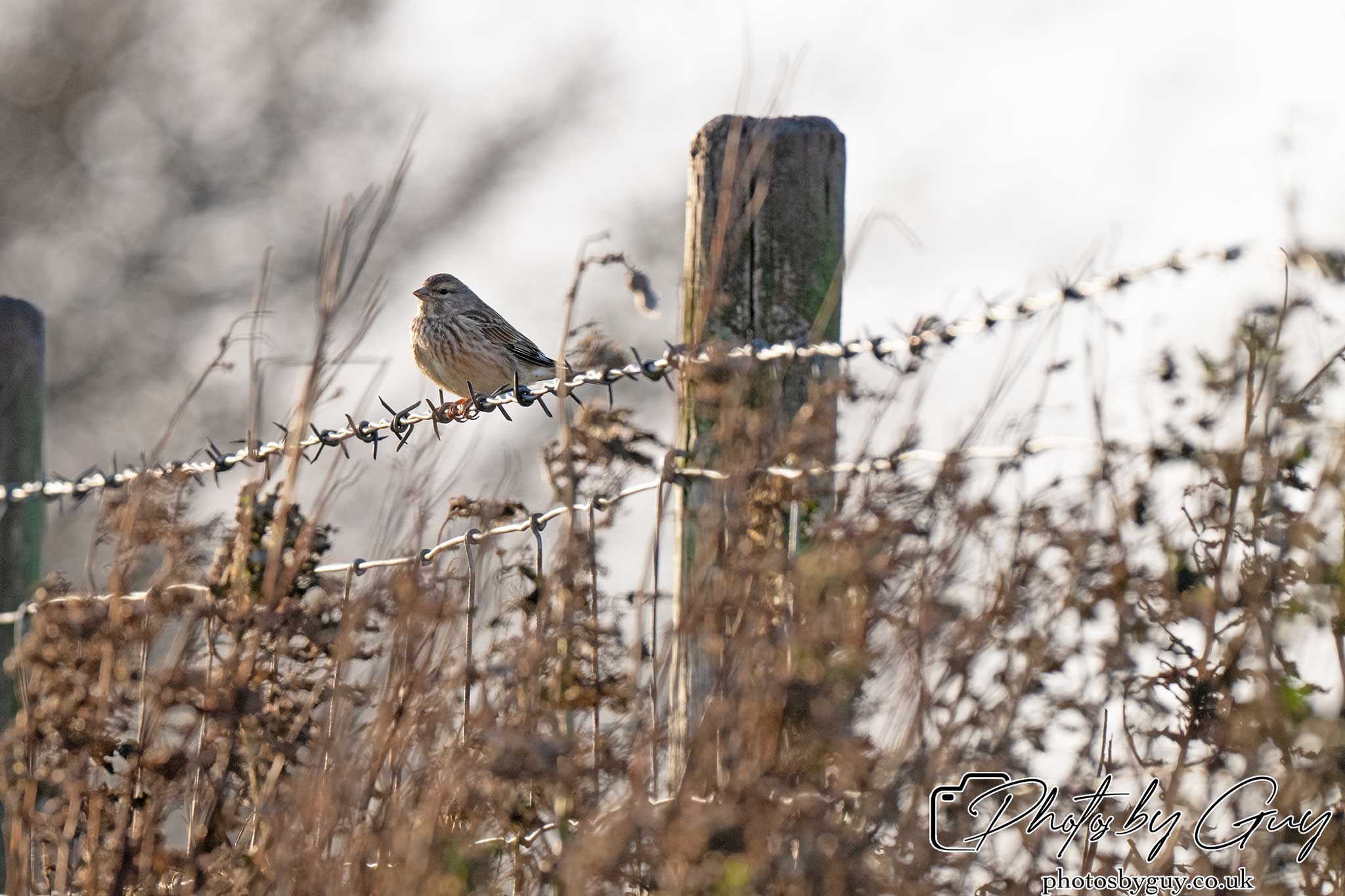 21 Oct 24 : Parkside, Cleator Moor, Cumbria : Linnet