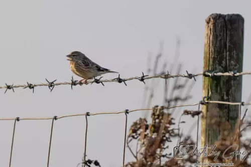 21 Oct 24 : Parkside, Cleator Moor, Cumbria : Linnet