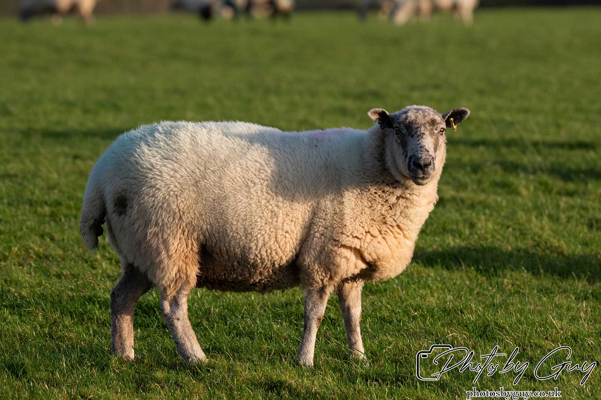 21 Oct 24 : Parkside, Cleator Moor, Cumbria : sheep