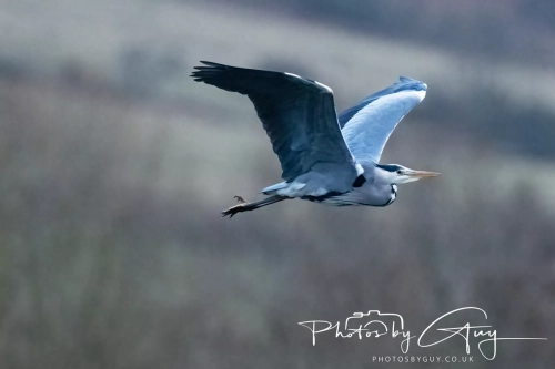 23 December 2024 _ Near to Cleator Moor, Cumbria - Heron