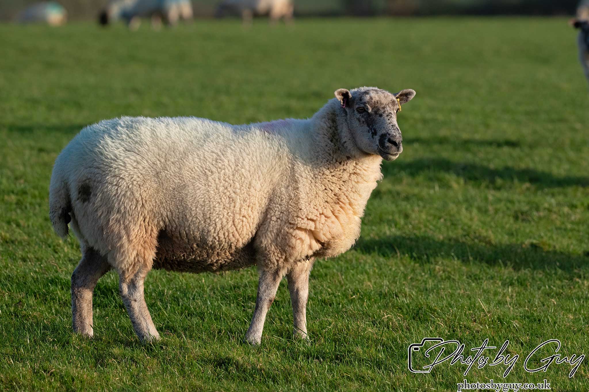 21 Oct 24 : Parkside, Cleator Moor, Cumbria : sheep