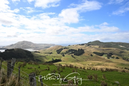 10 March 2025 : Dunedin area, South Island, New Zealand