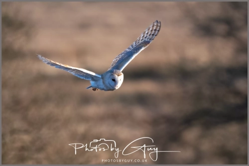 05 Feb 2025 : Barn Owl at Frizington, Cumbria