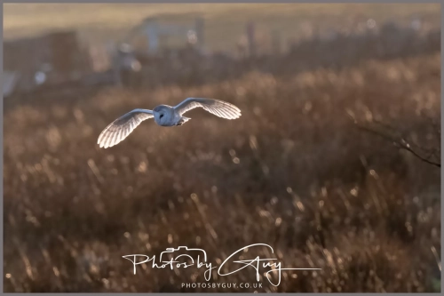 05 Feb 2025 : Barn Owl at Frizington, Cumbria
