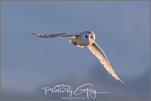 05 Feb 2025 : Barn Owl at Frizington, Cumbria
