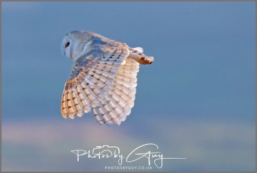 05 Feb 2025 : Barn Owl at Frizington, Cumbria