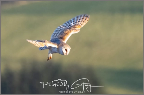 05 Feb 2025 : Barn Owl at Frizington, Cumbria