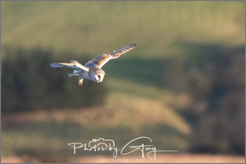 05 Feb 2025 : Barn Owl at Frizington, Cumbria