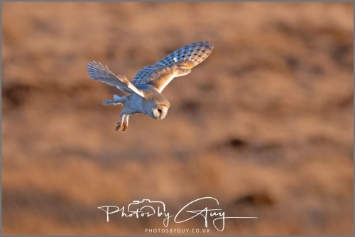 05 Feb 2025 : Barn Owl at Frizington, Cumbria