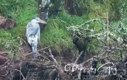 01 Nove 2024 : Parkside, Cumbria : Heron