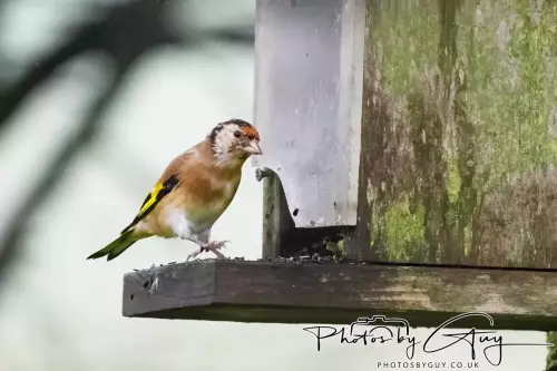 01 Nove 2024 : Parkside, Cumbria : Fieldfare