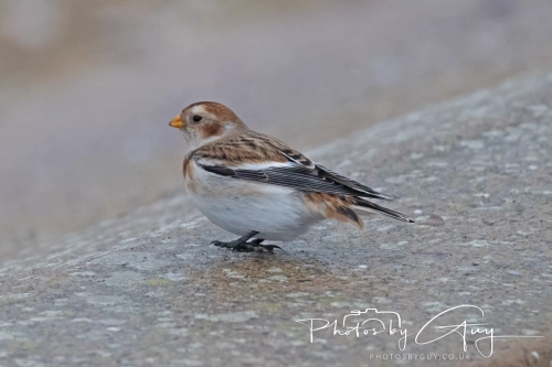 26 December 2024 , Martin Mere, Lancashire