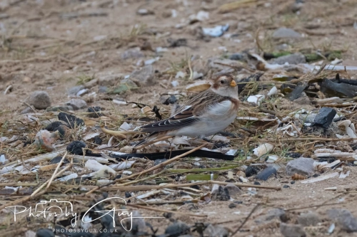 26 December 2024 , Martin Mere, Lancashire