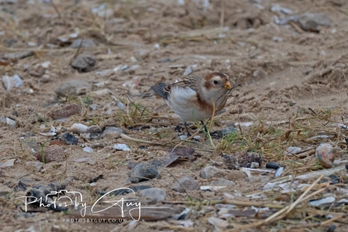 26 December 2024 , Martin Mere, Lancashire