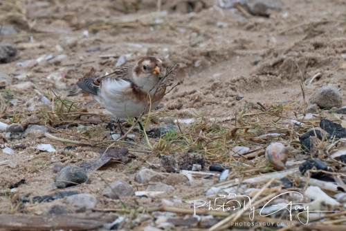 26 December 2024 , Martin Mere, Lancashire