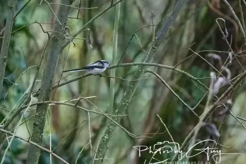 03 Nove 2024 : Parkside, Cumbria : Long Tailed Tit