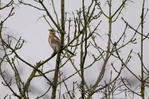 03 Nove 2024 : Parkside, Cumbria : Redwing