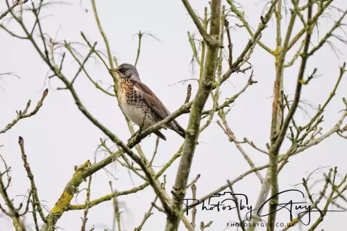 03 Nove 2024 : Parkside, Cumbria : Fieldfare