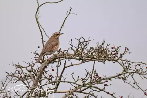 03 Nove 2024 : Parkside, Cumbria : Fieldfare