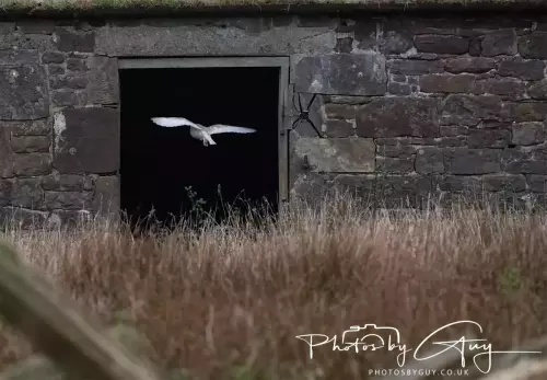 04 Nov 2024 :Frizington, Cumbria - Barn Owl at dusk