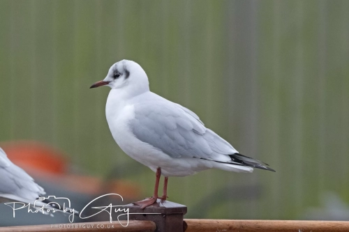 26 December 2024 , Martin Mere, Lancashire