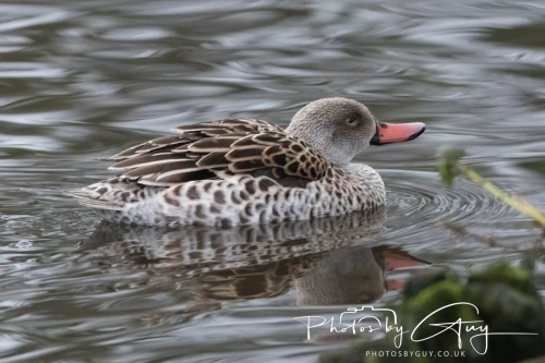 26 December 2024 , Martin Mere, Lancashire