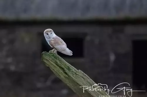 04 Nov 2024 :Frizington, Cumbria - Barn Owl at dusk