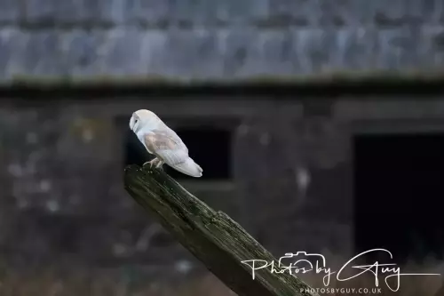 04 Nov 2024 :Frizington, Cumbria - Barn Owl at dusk