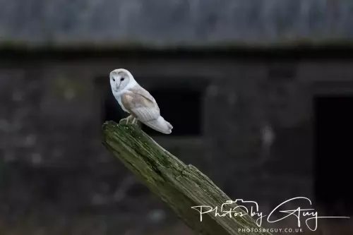 04 Nov 2024 :Frizington, Cumbria - Barn Owl at dusk