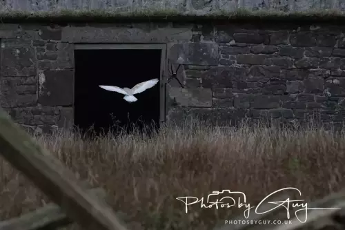 04 Nov 2024 :Frizington, Cumbria - Barn Owl at dusk