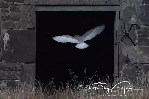 04 Nov 2024 :Frizington, Cumbria - Barn Owl at dusk