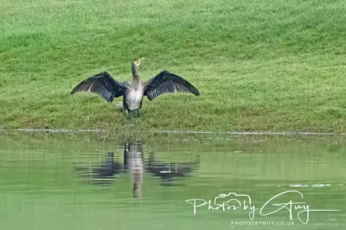 07 Nov 2024 : Parkside, Cleator Moor : Cormorant