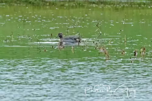 07 Nov 2024 : Parkside, Cleator Moor : Teal