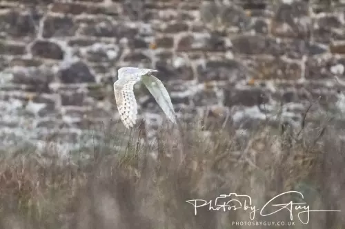 07 Nov 2024 : Frizington, Cumbria : Barn Owl flying away
