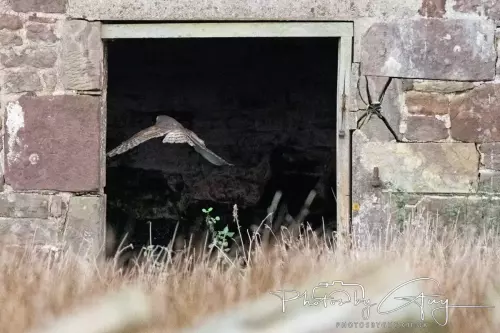 07 Nov 2024 : Frizington, Cumbria : Barn Owl flying away