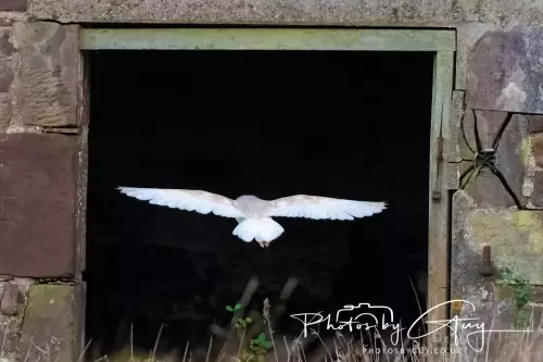 07 Nov 2024 : Frizington, Cumbria : Barn Owl flying away