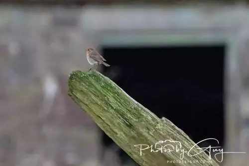 07 Nov 2024 : Frizington, Cumbria : Robin