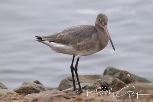 26 December 2024 , Martin Mere, Lancashire
