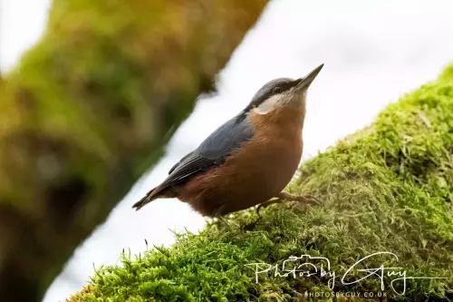 11 Nov 2024 : Frizington, Cumbria - Nuthatchl