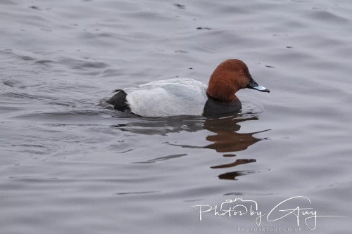 26 December 2024 , Martin Mere, Lancashire